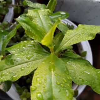 cây nhân sâm đất (hàng giao như hình - cây đã có củ)