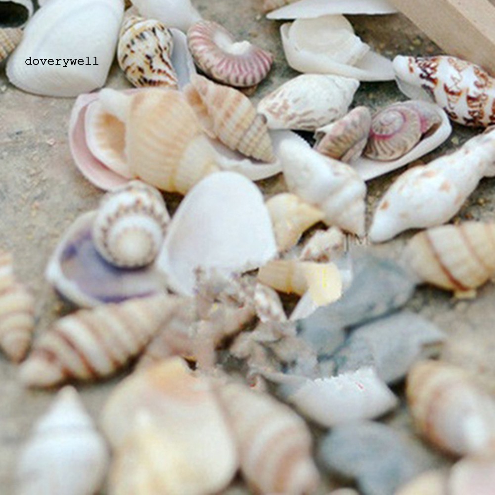 40 Vỏ Sò Mini Cho Trang Trí Tiểu Cảnh