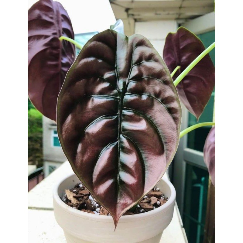 Alocasia Cuprea Red Secrect - Rồng đỏ, cây con, cây có rễ khoẻ mạnh