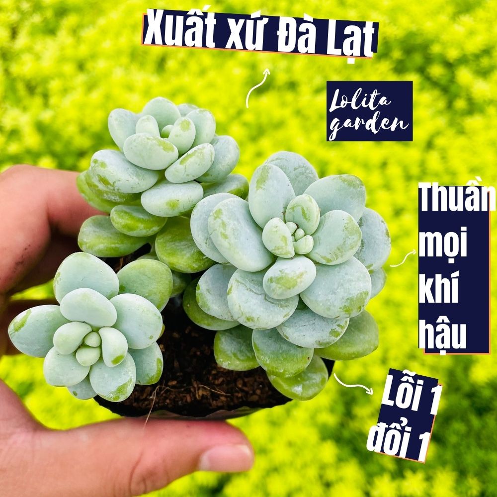 Sen đá sỏi thiên thanh Đà Lạt size bé cây cảnh trang trí nhà cửa Lolita garden