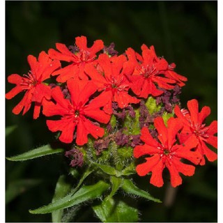 Hạt giống hoa Thu La đỏ (Lychnis Chalcedonica) gói 50 hạt