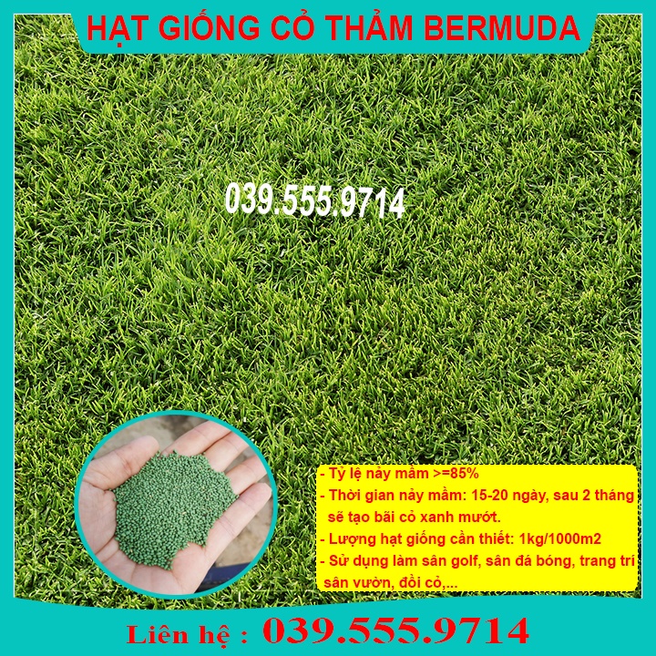 1KG HẠT GIỐNG CỎ THẢM BERMUDA XANH  UY TÍN CHẤT LƯỢNG CAO