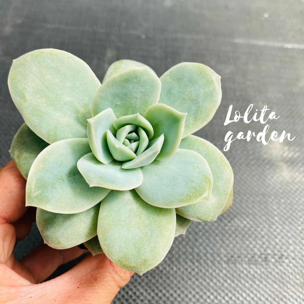 Sen đá hồng hà lan lá lớn Đà Lạt size bé cây cảnh trang trí nhà cửa Lolita garden