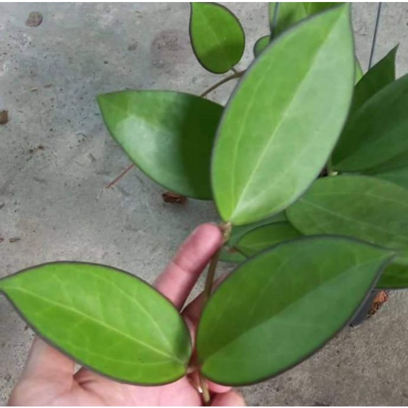 Chậu cây Cẩm cù Hoya Ice023 lá viền tím hoa thơm