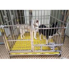 Sàn nhựa vàng 40x55cm lót chuồng chó lớn