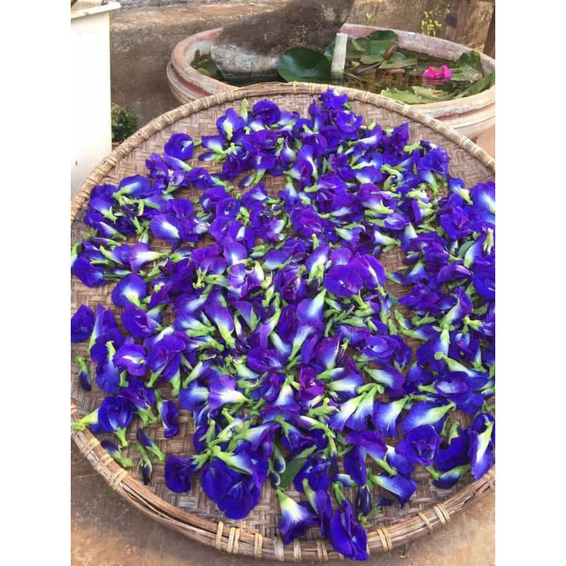 Mưa nên hoa bị vàng cuống, 100gram hoa đậu biếc phơi khô, không chất bảo quản