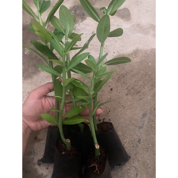 Cây giống Thạch anh combo 5 cây chỉ 74k
