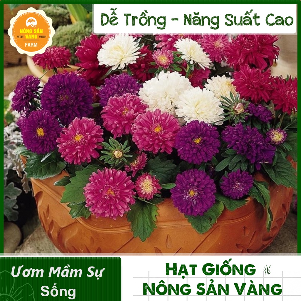 [HCM] Hạt giống Hoa Dễ Trồng, Nhiều Màu, Tỷ Lệ Nảy Mầm Cao, Trồng Được Quanh Năm - Nông Sản Vàng