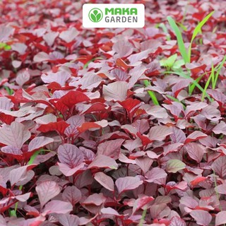 Hạt giống Rau Dền Đỏ Rado 15  - Gói 20Gr - Dễ Trồng, Kháng Sâu Bệnh Tốt