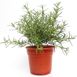 CÂY HƯƠNG THẢO (Rosemary)
