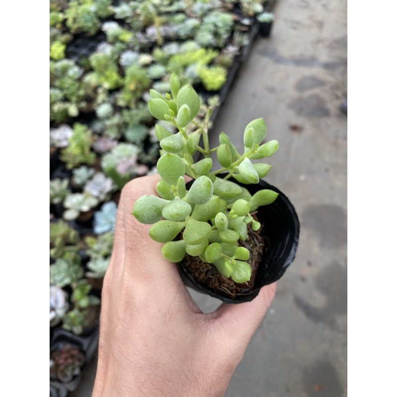 Sen đá sỏi dây