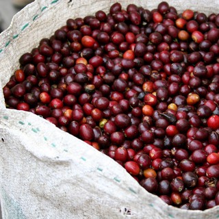 500g Cà phê Arabica Cầu Đất, Đà Lạt (H'Ni - Quà Tây Nguyên)