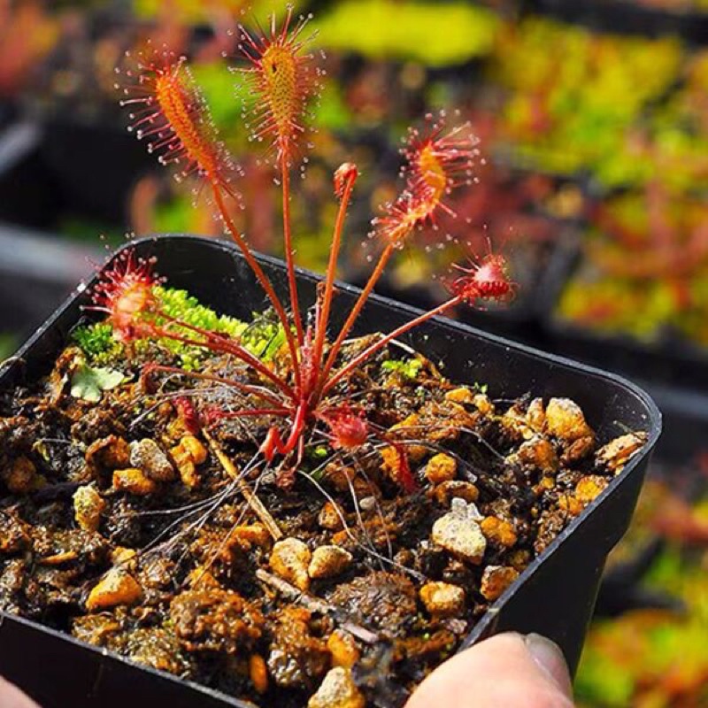 cây gọng vó affinis, drosera affinis