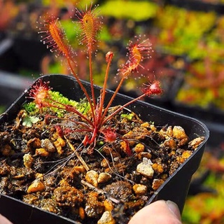 Cây gọng vó affinis, drosera affinis