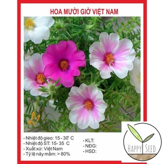 Hạt giống hoa mười giờ đơn mix 100 hạt
