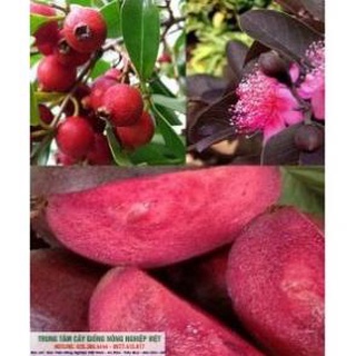 Cây Giống Ổi Tím Malaysia