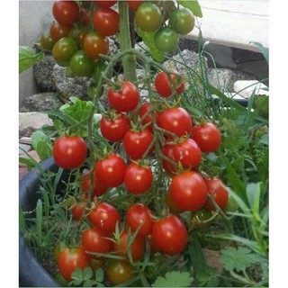Hạt giống cà chua bi dây cherry đỏ - 30 hạt (TẶNG gói kích thích hạt nảy mầm)