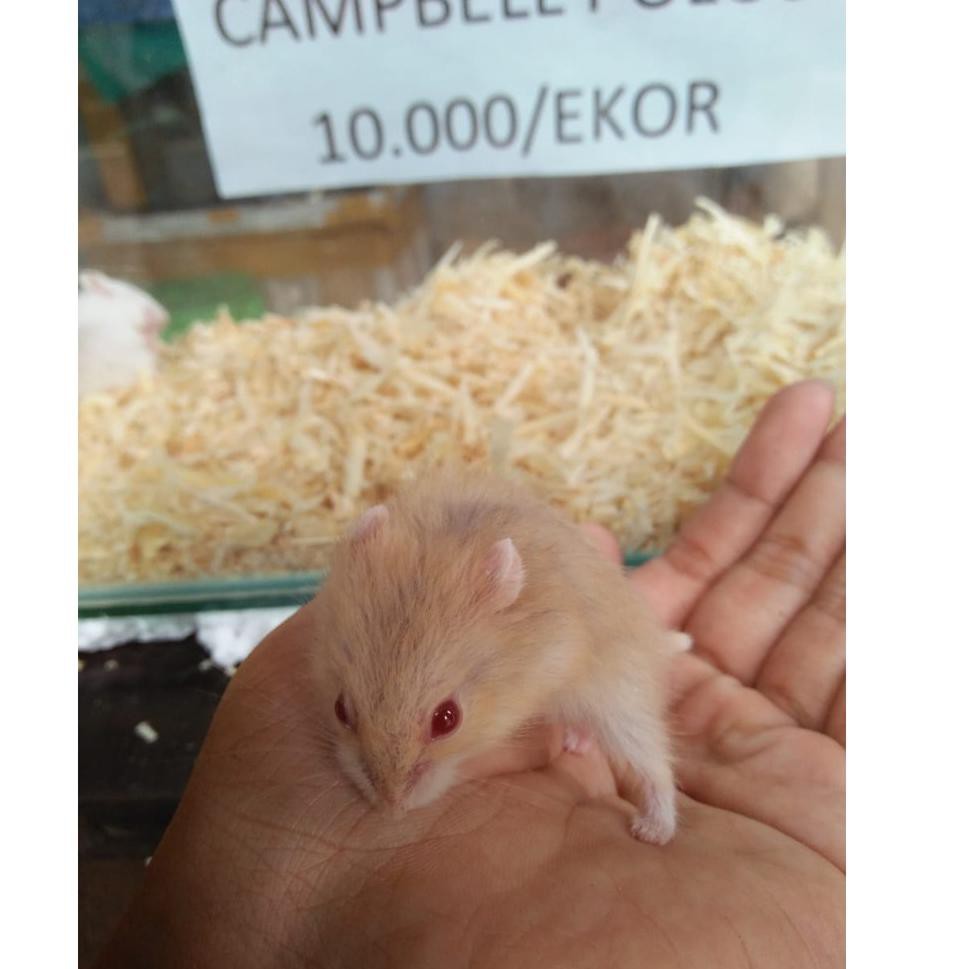 Lục Lạc Hình Chuột Hamster Dễ Thương An Toàn Cho Sức Khỏe