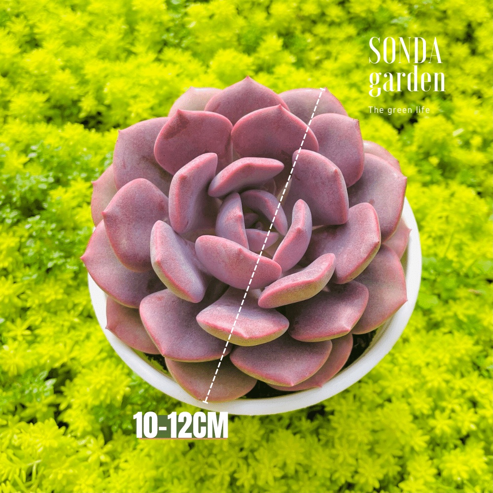 Sen đá hồng hoa SONDA GARDEN size trung bình 10-12cm, cây cảnh trang trí nhà cửa, lỗi 1 đổi 1