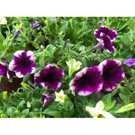 Combo 10 cây hoa Dạ Yên Thảo cấy mô hoa cánh đơn mix nhiều màu-UtNho