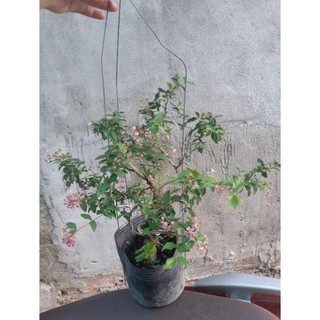 hồng ngọc mai bonsai đẹp