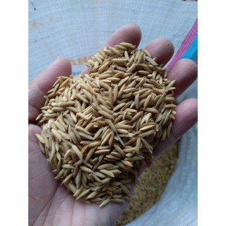 1kg thóc-lúa cho chim gà vịt ăn