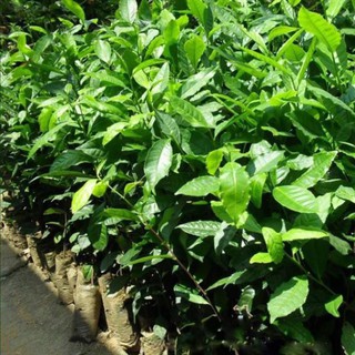 COMBO 10 CÂY CHÈ XANH TÂN CƯƠNG 99K
