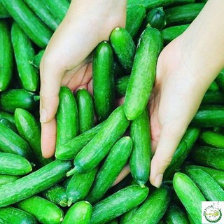 Bán Hạt giống Dưa chuột bao tử, chùm siêu trái (20 hạt) hàng đẹp