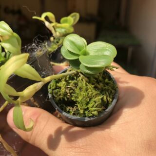 Chớp mỹ nù lá mít đồng xu