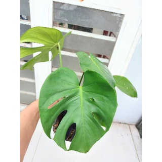 Trầu bà nam mỹ chuẩn monstera deliciosa