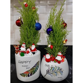 [ KHUYẾN MÃI ] cây thông NOEL mini để bàn [ CÂY THẬT ] + TẶNG PHỤ KIỆN + TẶNG SỎI LÓT NỀN + FREE SHIP 20k Quà tặng NOEL