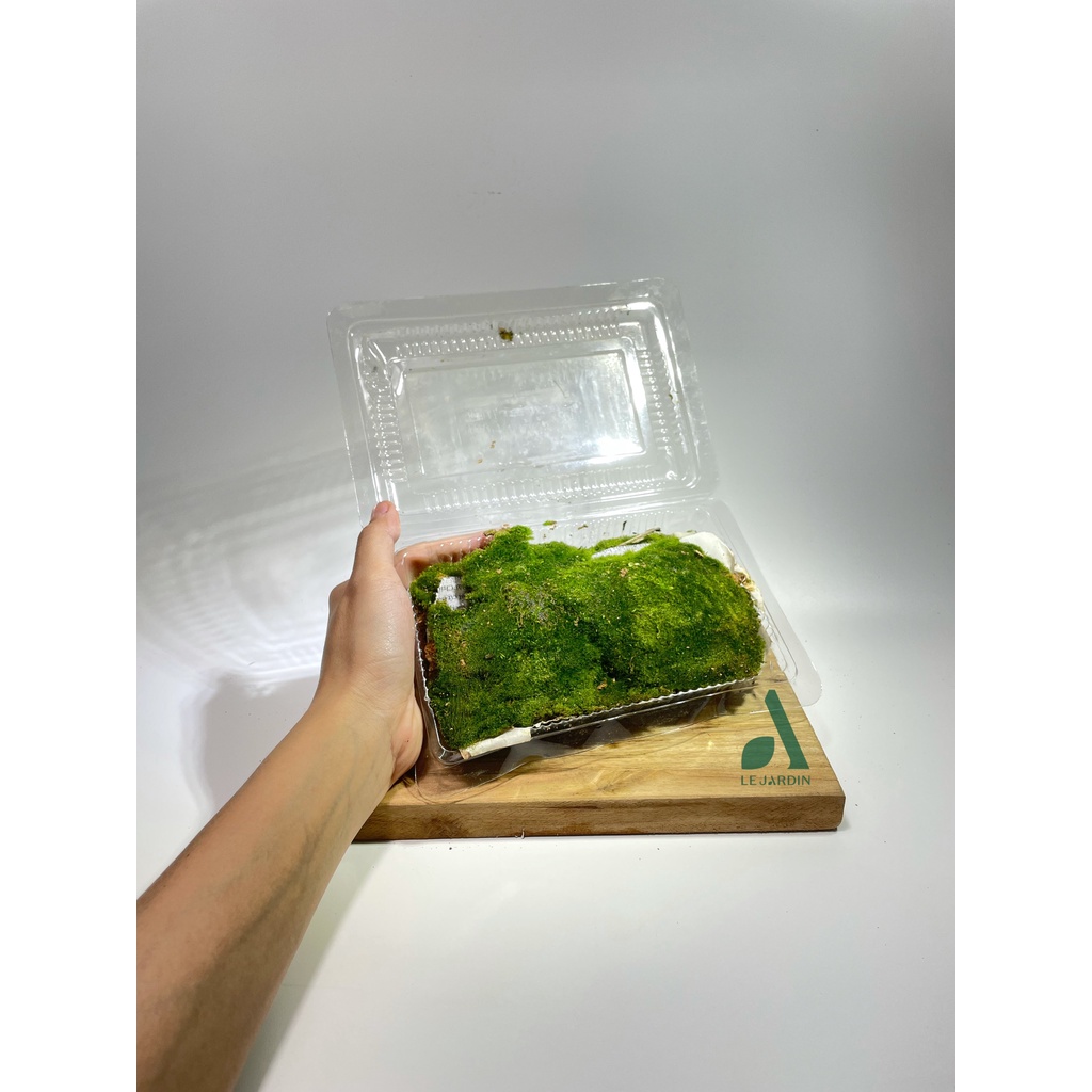 Rêu Nhung - trang trí chậu bonsai và tiểu cảnh -  set bình terrarium, gắn lũa, đá hồ bán cạn