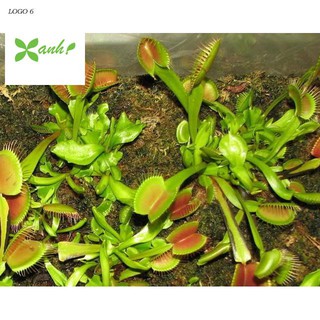 Hạt giống cây bắt côn trùng (cây bẫy kẹp) (15 hạt)