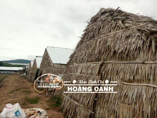 Nấm Linh Chi Đỏ còn nguyên bào tử 500g - Hồng Chi Đà Lạt | BigBuy360 - bigbuy360.vn