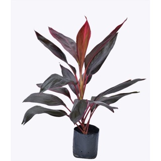Cây huyết dụ 2 cây