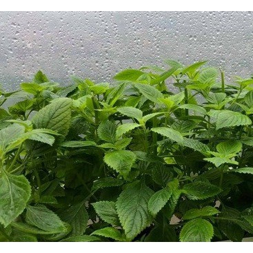 Hạt Giống Rau Kinh Giới  - Thơm Ngon, Dễ Trồng - MUA 3 TẶNG 1 CÙNG LOẠI