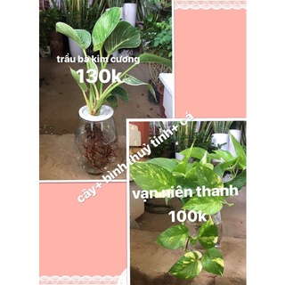 Trầu bà thủy sinh
