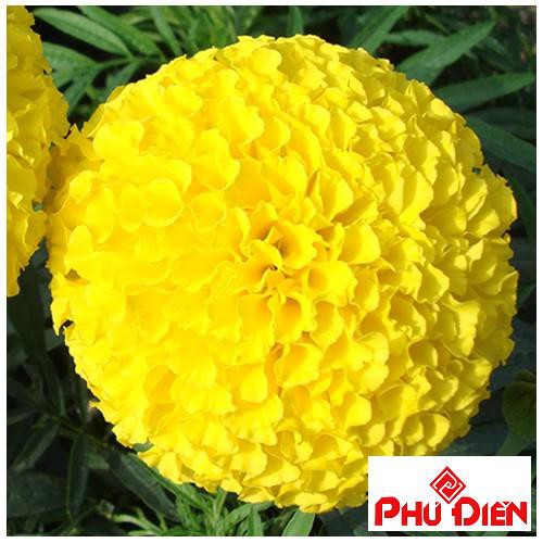 hạt giống cúc vạn thọ vàng bông to PHÚ ĐIỀN