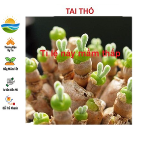 Hạt giống tai thỏ 20 hạt