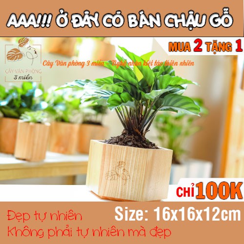 [MUA 2 TẶNG 1] Chậu Gỗ Lục Giác Gỗ tự nhiên 100%