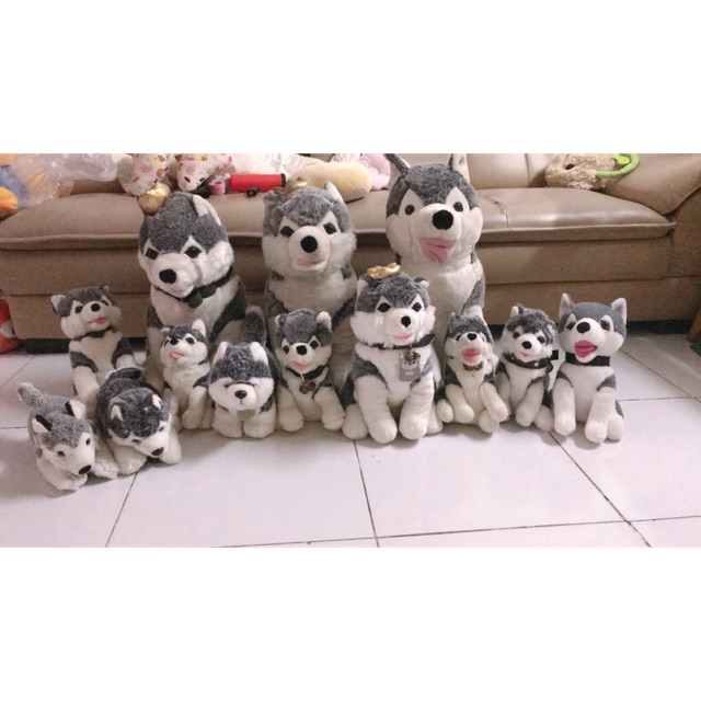 Set chó alaska