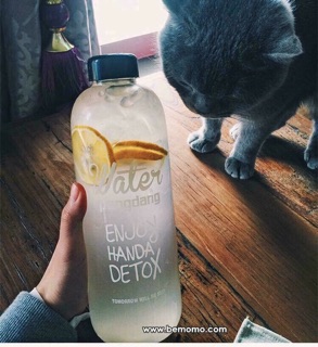 Bình Detox -Pongdang 1000ml