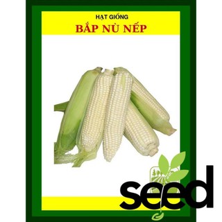 100G - Hạt Giống Bắp Nếp Nù