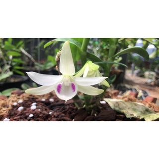 Phi Điệp 5 Cánh Trắng (5ct) Phú Thọ gieo hạt