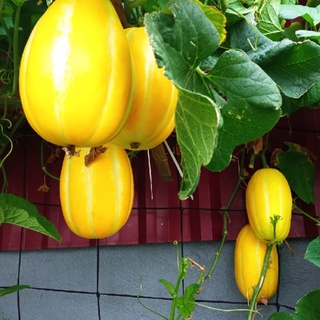 [Hạt giống Hàn Quốc] Gói 5 hạt giống dưa lê Hàn Quốc ruột trắng - tỷ lệ nảy mầm 95%