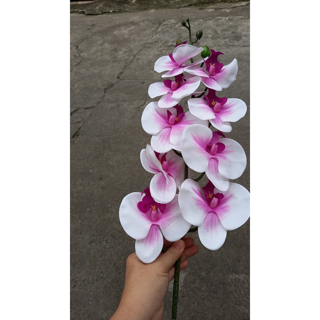 Lan hồ điệp giả bằng cao su 9 bông 90cm loại xịn thân đốm - Hương Flower