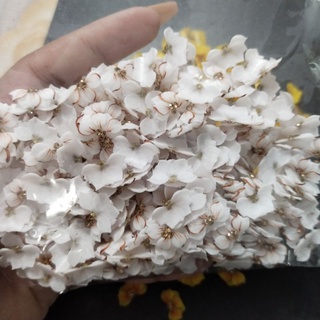 Hoa bột nail gắn móng [ ảnh thật]