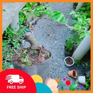 Cây Khế Bonsai