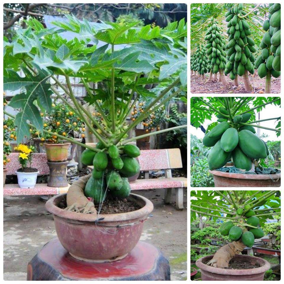 Hạt giống đu đủ lùn siêu trái thái lan gói 5 hạt