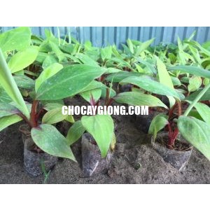 CÂY CHUỐI ĐỎ-FREESHIP TỪ 50K